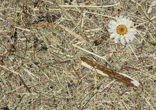 高山乾草 + 雛菊