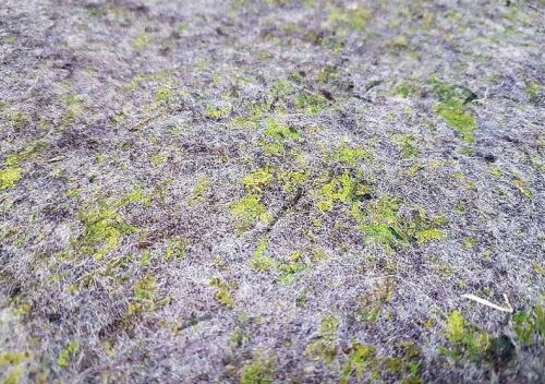 羊毛 + 淺綠色青苔