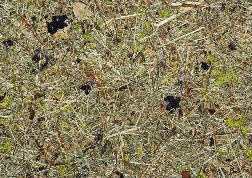 高山乾草 + 苔蘚 + 地衣