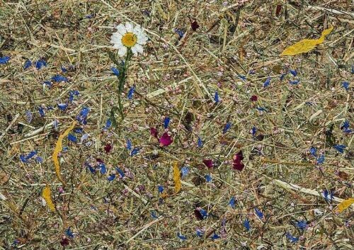 高山乾草 + 各種花瓣