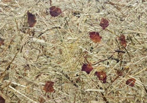 高山乾草 + 玫瑰花瓣