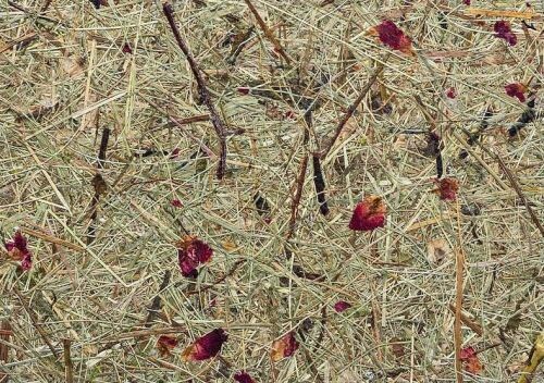 高山乾草 + 紅色玫瑰花瓣