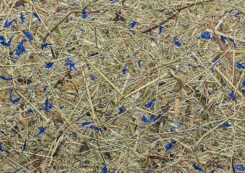 高山乾草 + 薰衣草 + 矢車菊