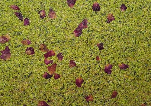 淺綠色青苔 + 紅色玫瑰花瓣